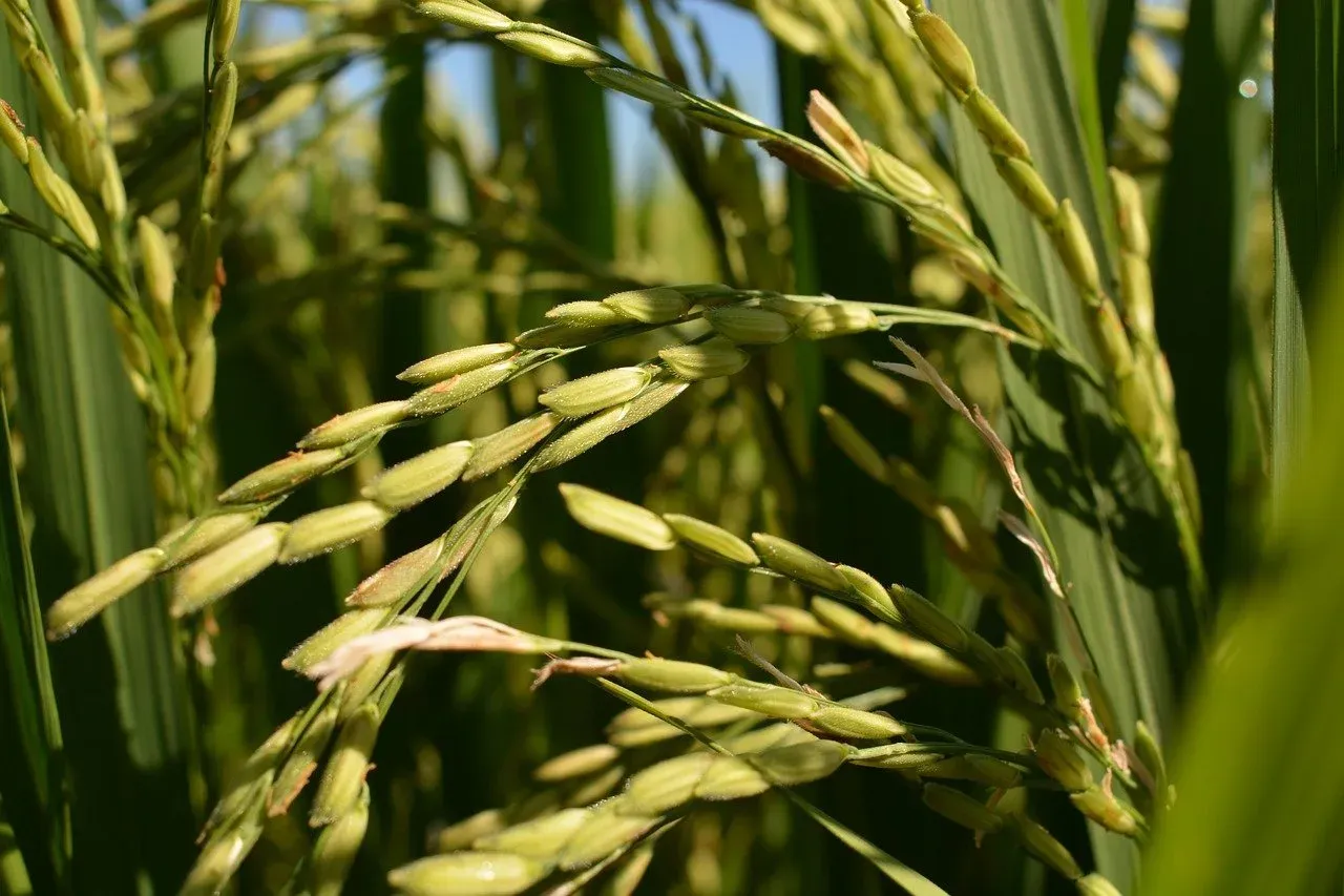 Should You Use Rice Vacuum Packaging Advantage & Deficiency